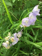 Campanula persicifolia