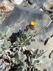 Packera werneriifolia