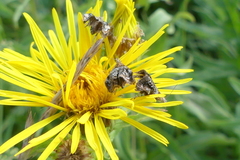 Tebenna bjerkandrella