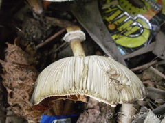 Macrolepiota