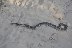 Acrantophis dumerili