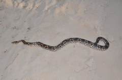 Acrantophis dumerili
