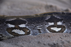 Acrantophis dumerili