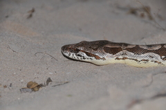Acrantophis dumerili