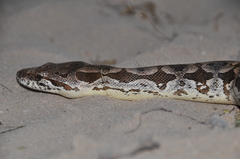 Acrantophis dumerili