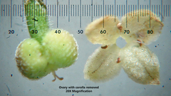 Galium bermudense