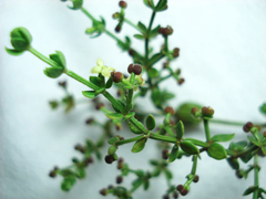 Galium bermudense