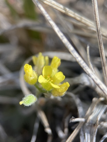 Desert Whitlowcress (Draba arida)
