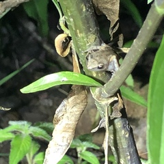 Eleutherodactylus rufescens