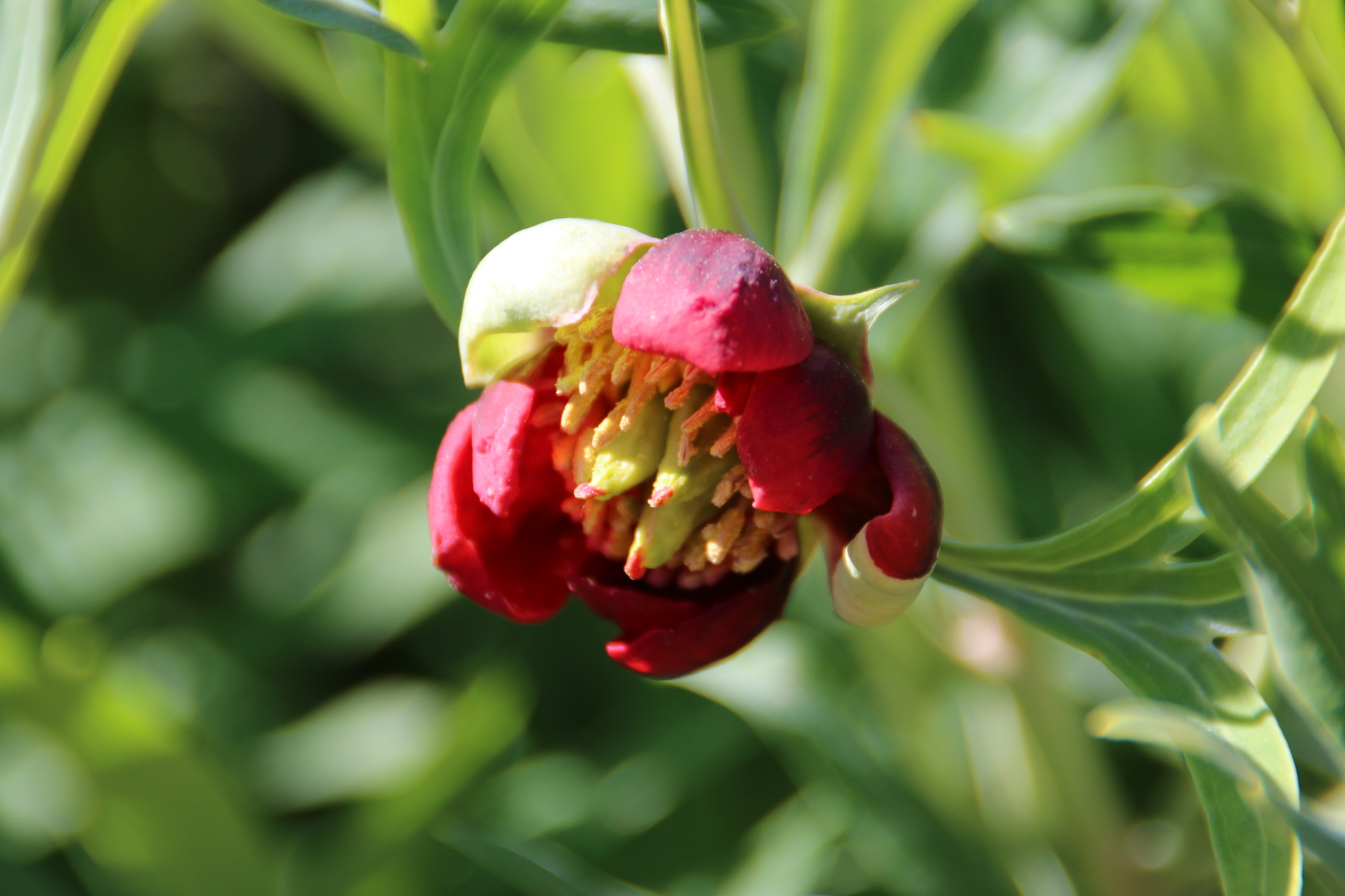 Paeonia californica