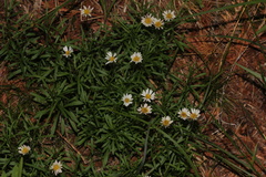 Erigeron hyssopifolius