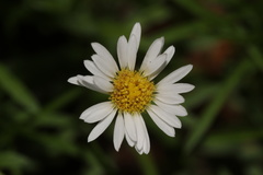 Erigeron hyssopifolius