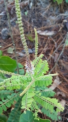 Amorpha herbacea