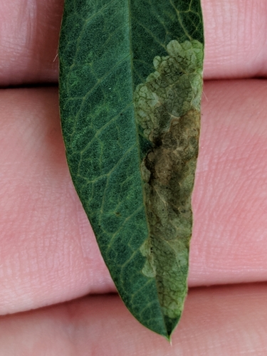 Soybean Leafminer photo 4