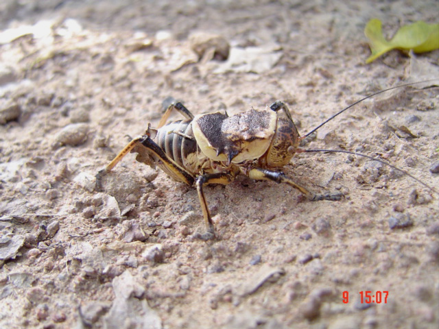 Gymnoproctus