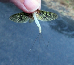 Ephemera guttulata