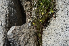 Cicendia quadrangularis