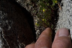 Cicendia quadrangularis