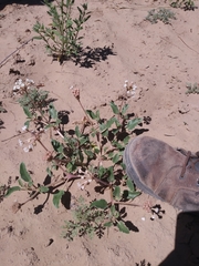 Tripterocalyx carneus