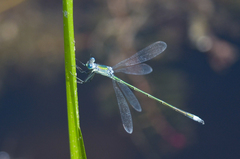 Lestes inaequalis