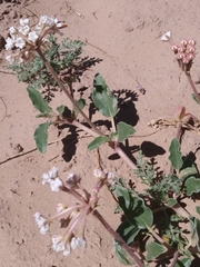 Tripterocalyx carneus