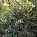 Helianthemum croceum - Photo (c) meyssoun, algunos derechos reservados (CC BY-NC), subido por meyssoun