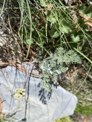 Lomatium nevadense