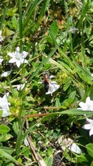 Dielis trifasciata
