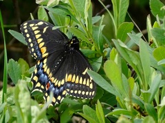 Papilio brevicauda