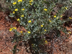 Dendromecon harfordii