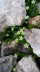 Moehringia ciliata