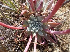 Dudleya greenei