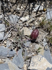Astragalus platytropis