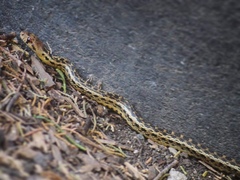 Pituophis catenifer pumilus