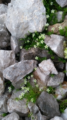 Moehringia ciliata
