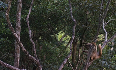 Brachyteles hypoxanthus