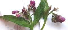Symphytum officinale