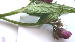 Symphytum officinale