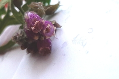 Symphytum officinale