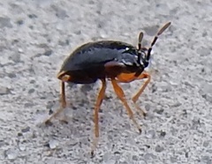 Geocoris uliginosus