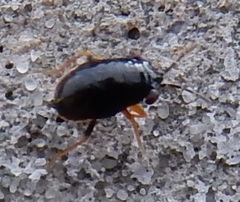 Geocoris uliginosus