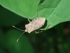 Anasa repetita