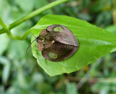 Stolas redtenbacheri