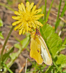 Colias occidentalis