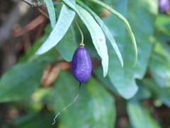 Billardiera macrantha