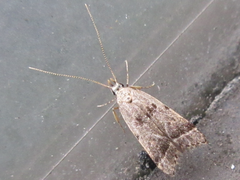 Deltoplastis apostatis