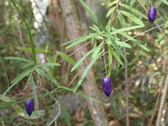 Billardiera macrantha