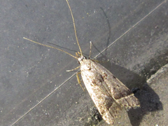 Deltoplastis apostatis