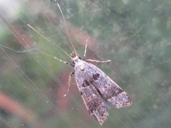 Deltoplastis apostatis