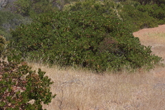 Arctostaphylos insularis